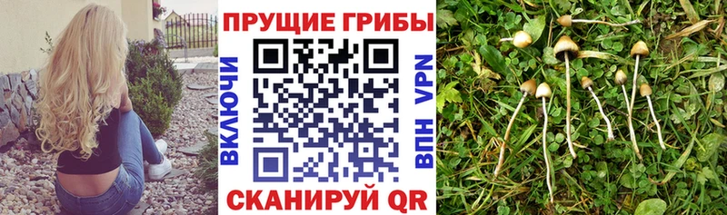 Псилоцибиновые грибы Cubensis  цена наркотик  kraken   Шахунья 